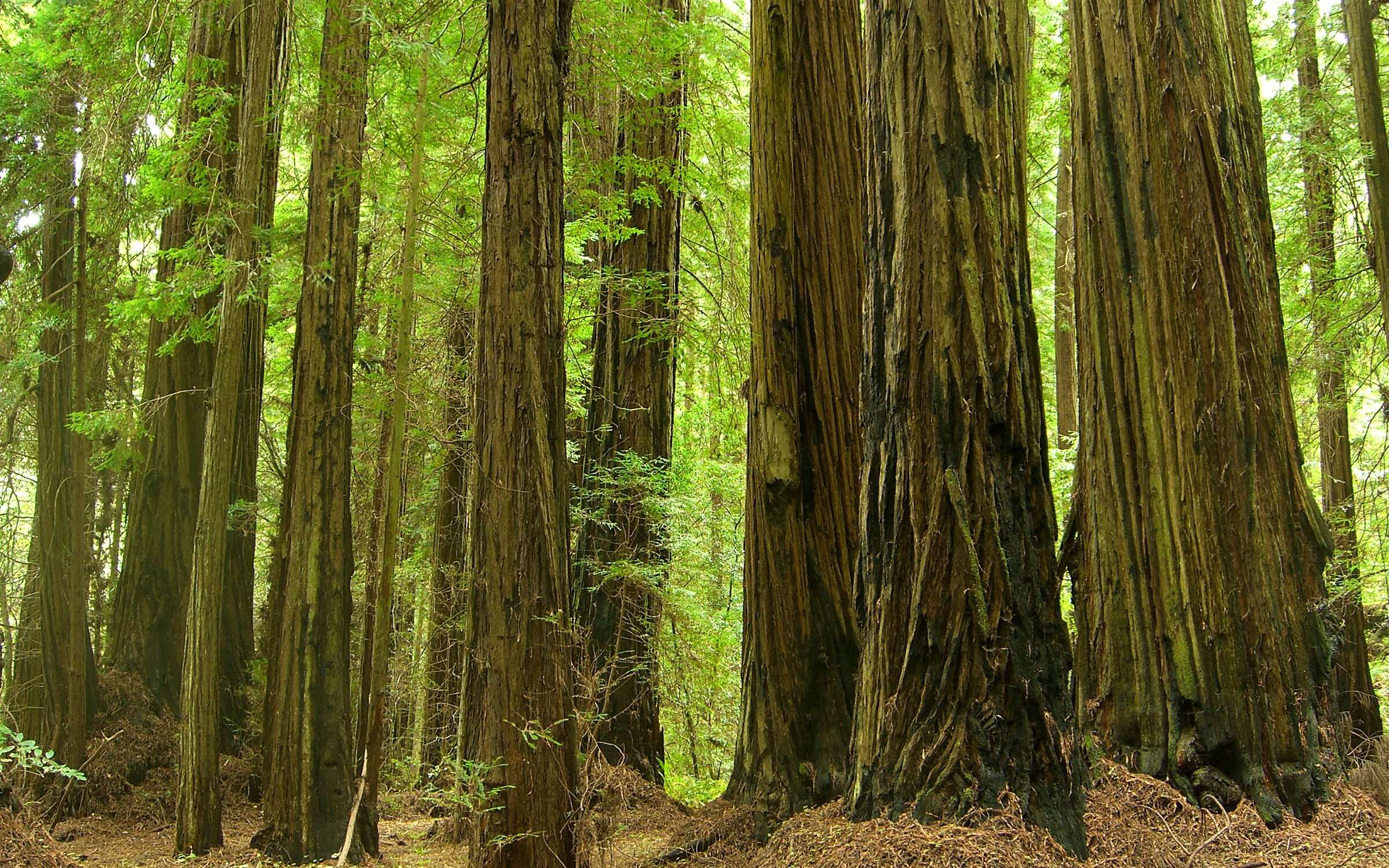 Image of redwood