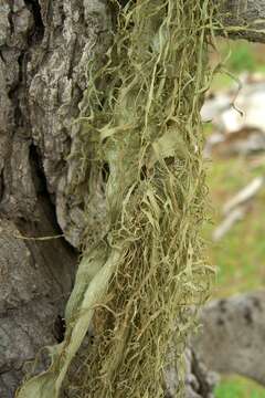 Image of Fishnet;   Menzies' cartilage lichen