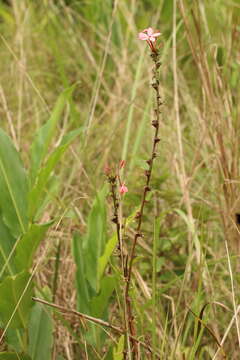 Image of Otomeria