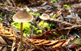 Image of Milk-drop mycena