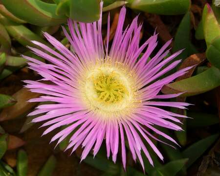 Image of ice plant