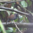 Image of Black-throated Antbird