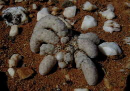 Image of <i>Anacampseros <i>papyracea</i></i> subsp. papyracea