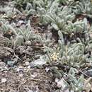 Image of Achillea nana L.