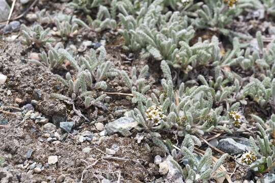 Слика од Achillea nana L.