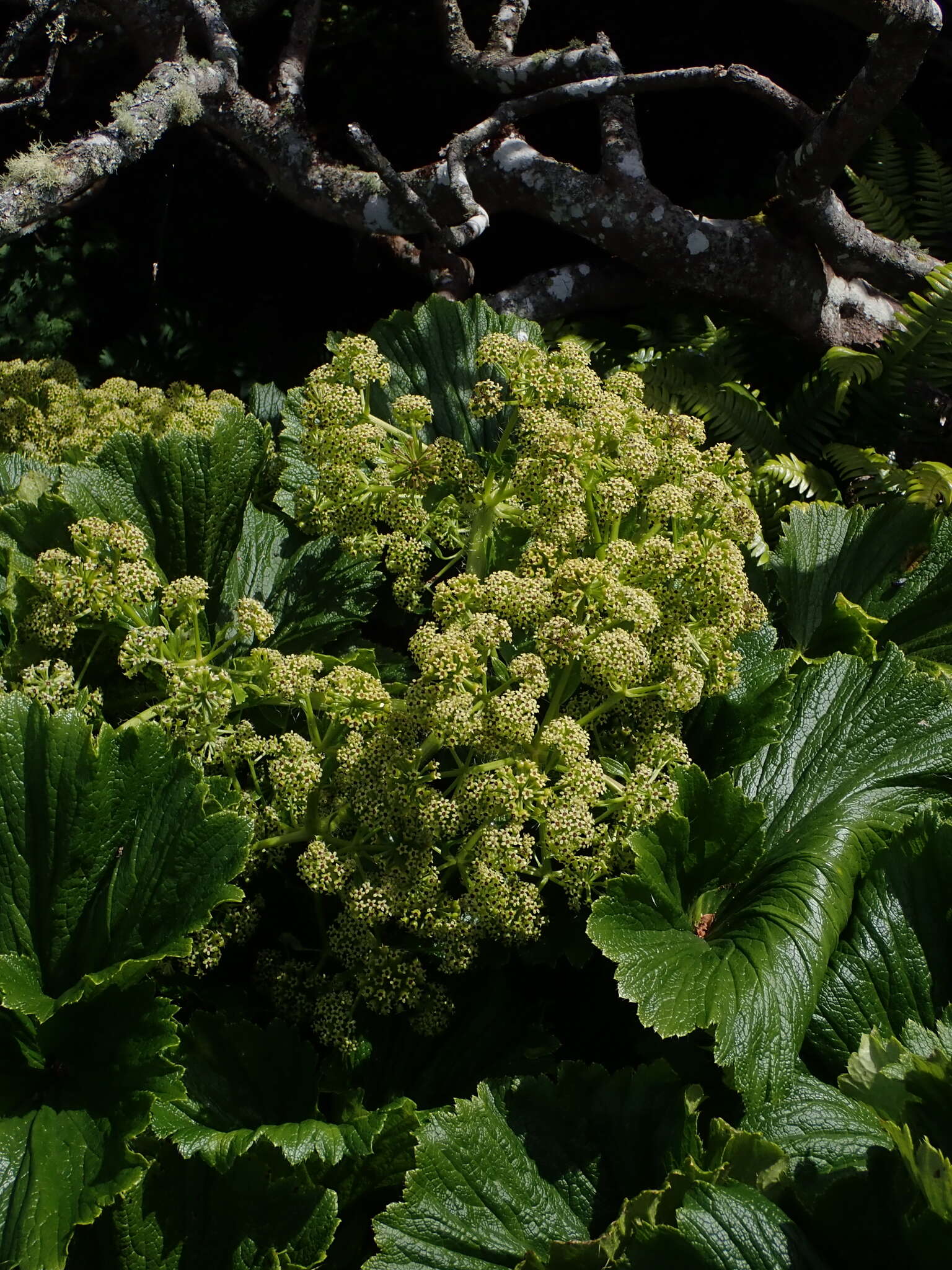 Imagem de Azorella polaris (Hombr.) G. M. Plunkett & A. N. Nicolas