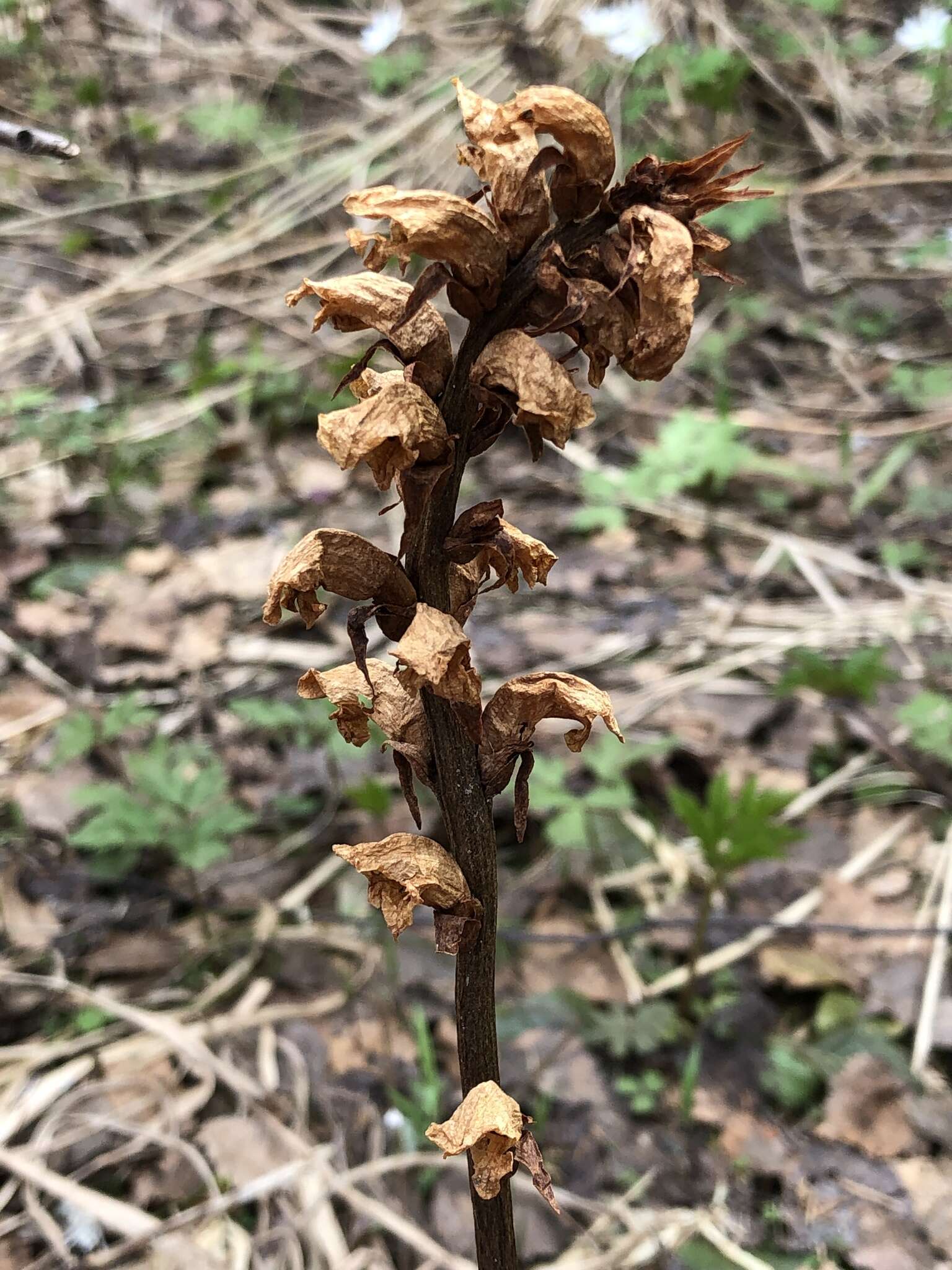 Image de <i>Orobanche krylowii</i> Beck