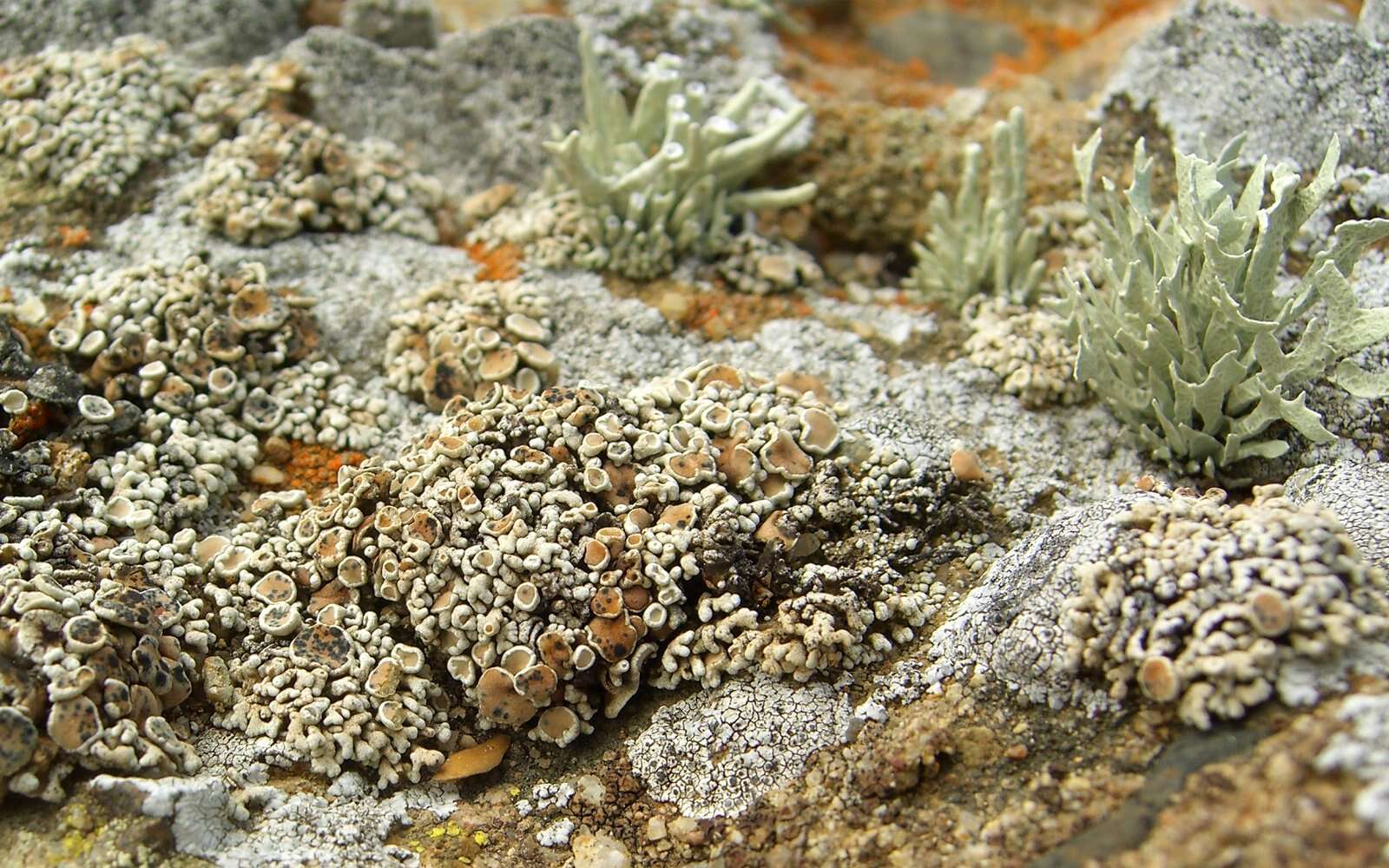 Image of Armored fog lichen