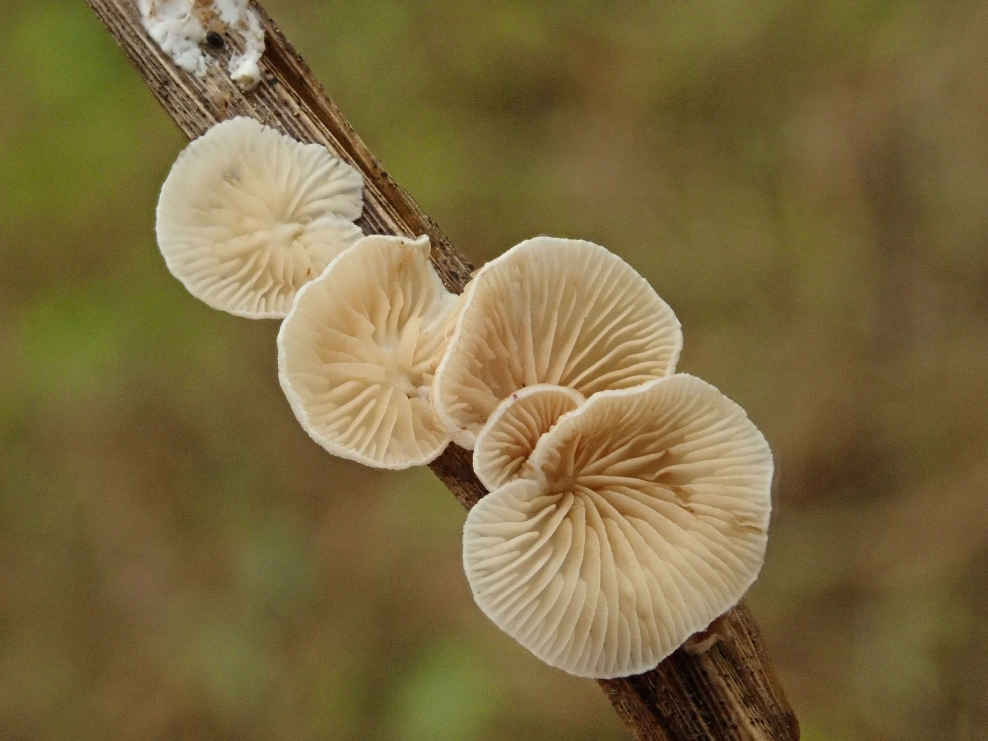 Crepidotus epibryus (Fr.) Quél. 1888 resmi