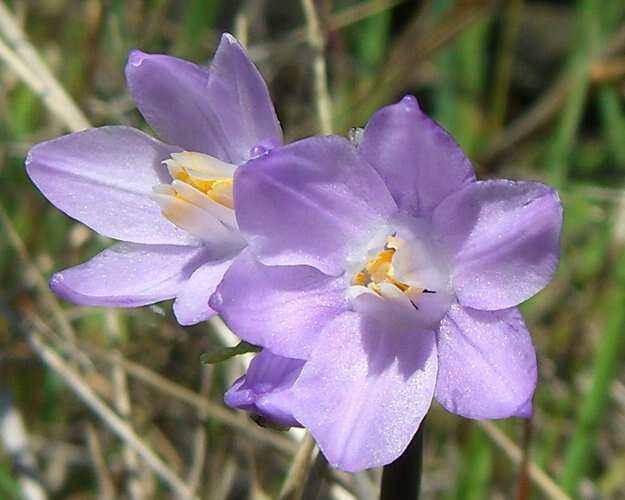 صورة Dichelostemma capitatum (Benth.) Alph. Wood