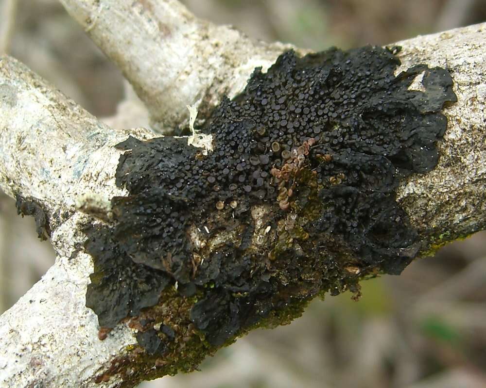 Image of Blistered jelly lichen;   Jelly lichen