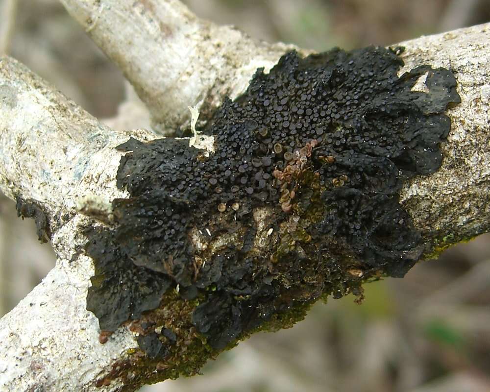 Collema nigrescens (Huds.) DC. resmi