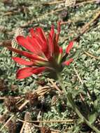 Image of Castilleja martini var. clokeyi