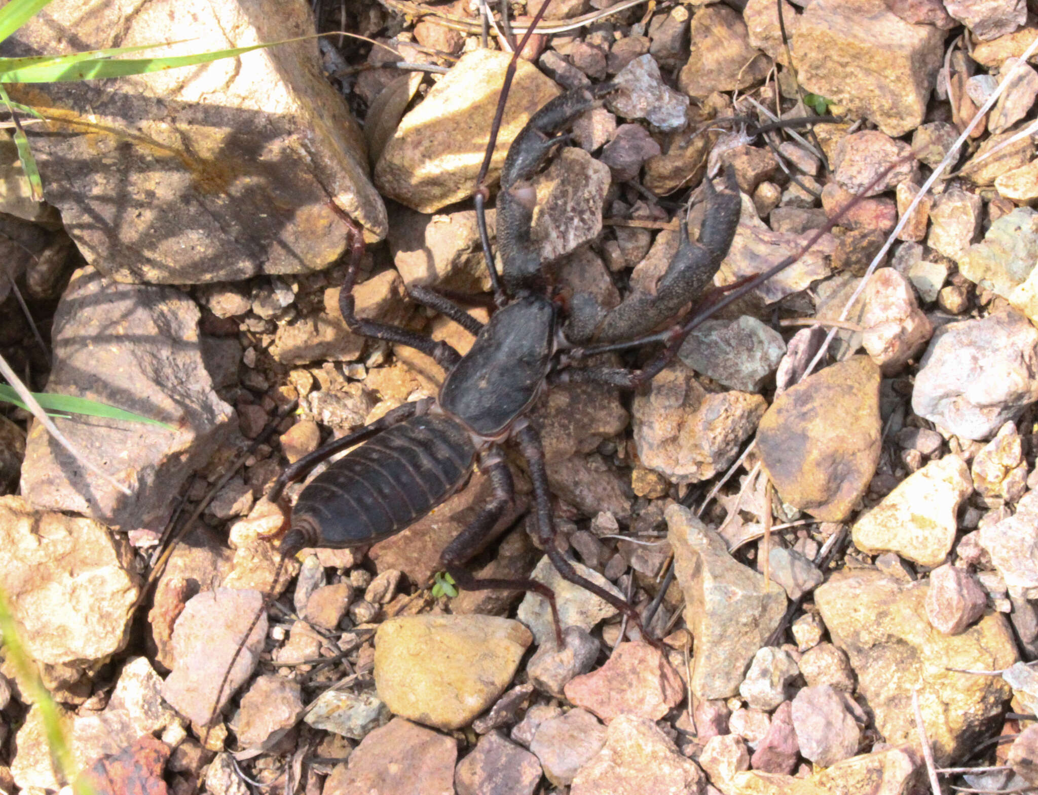 Image of Mastigoproctus Pocock 1894