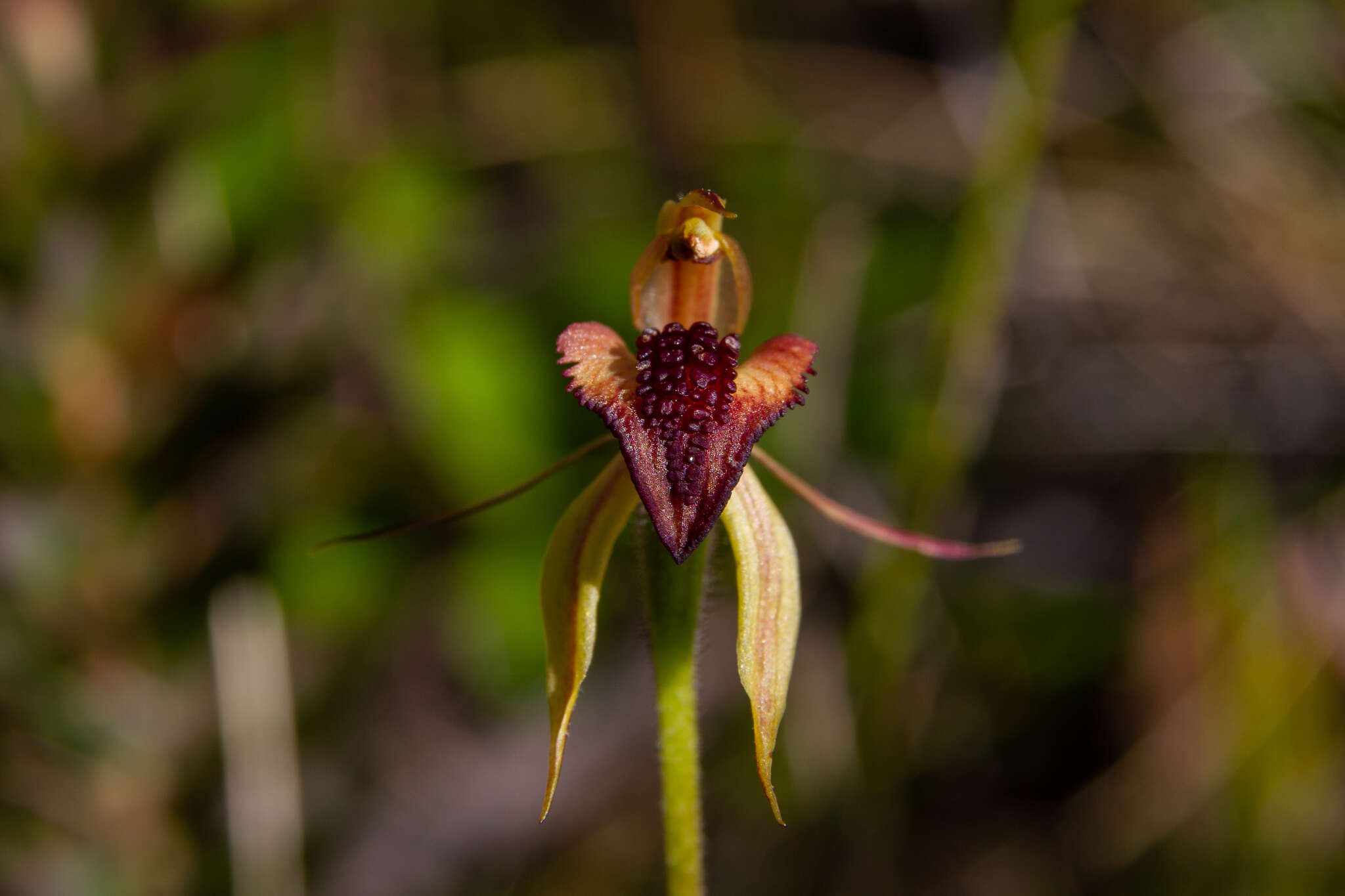 Image of Thick-lip spider orchid
