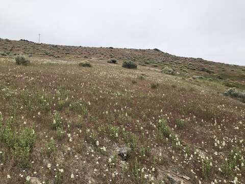 Imagem de Lupinus malacophyllus Greene