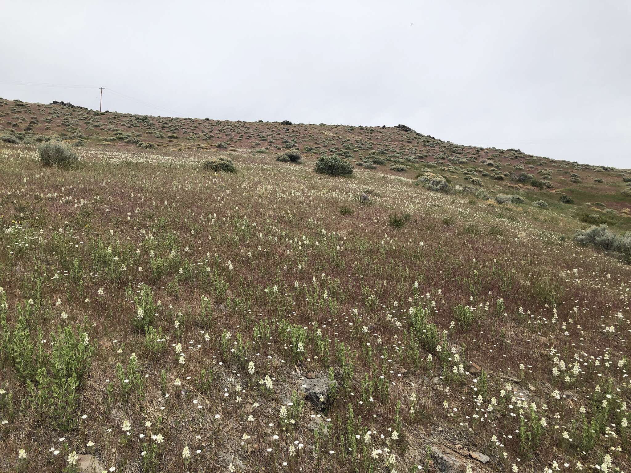 Lupinus malacophyllus Greene resmi