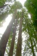 Image of redwood