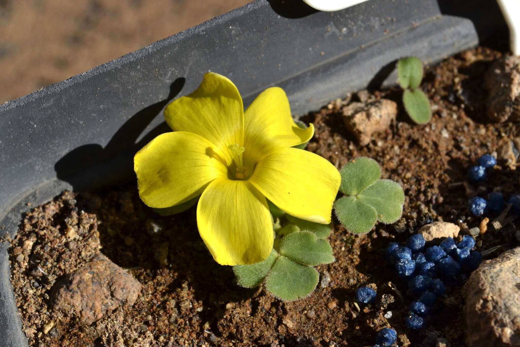 Plancia ëd Oxalis foveolata Turcz.