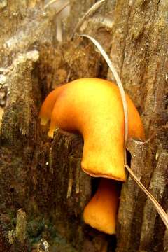 Image of Gymnopilus sapineus (Fr.) Murrill 1912