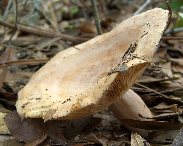 Image of Lactarius chrysorrheus Fr. 1838