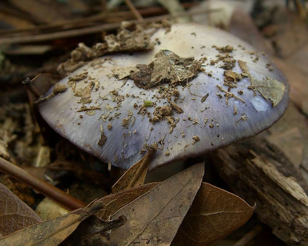 Imagem de Cortinarius iodes