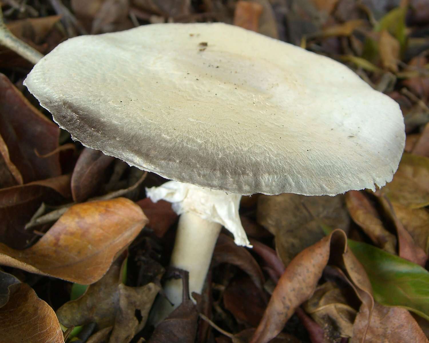 Image of Wood mushroom