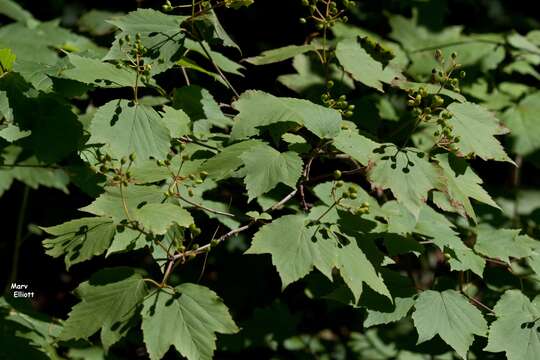 Imagem de Viburnum acerifolium L.