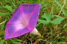 Image of Blue morning glory