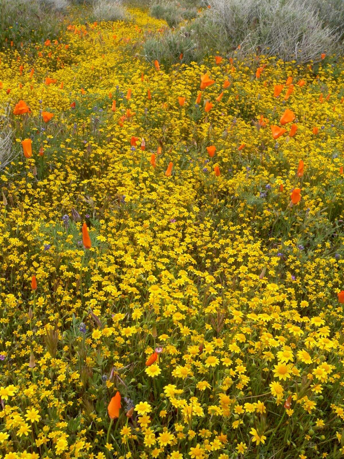 Image of California poppy