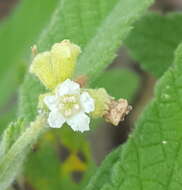 Imagem de Varronia curassavica Jacq.