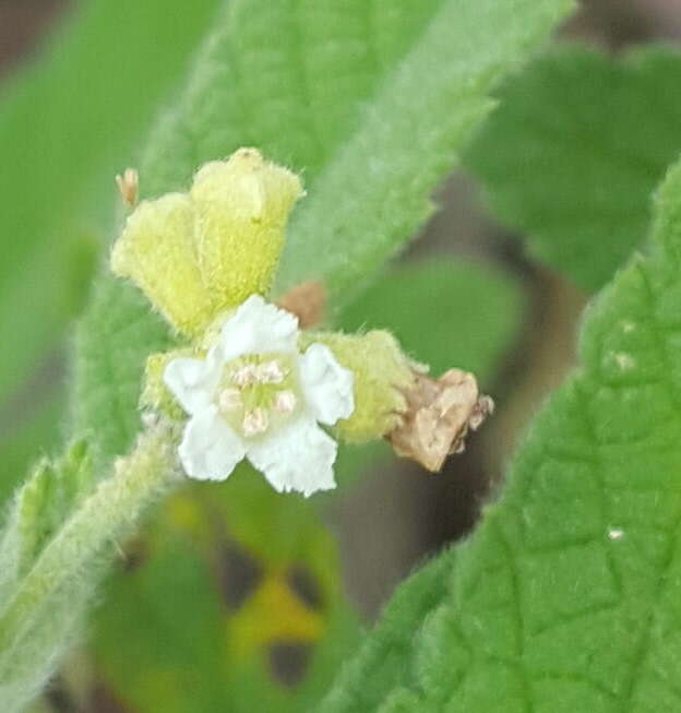 Imagem de Varronia curassavica Jacq.