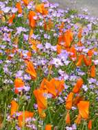 Image of bird's-eye gilia