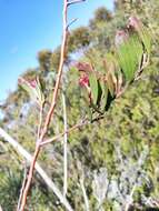 Image of Adenanthos ellipticus George