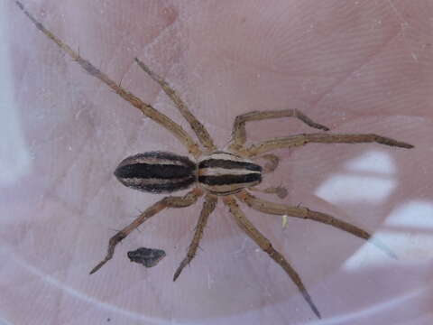 Image of Dotted Wolf Spider