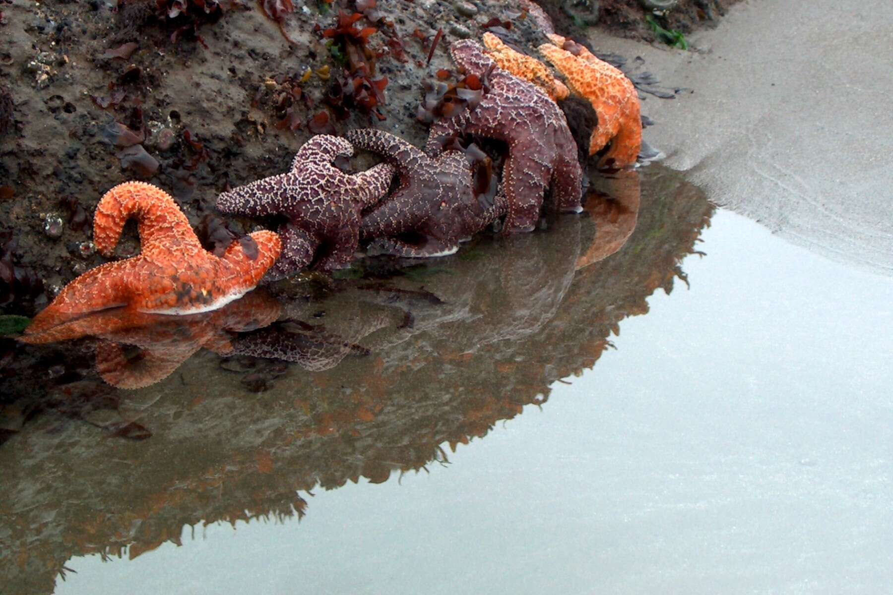 Image of ochre sea star