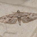 Imagem de Eupithecia oxycedrata Rambur 1833