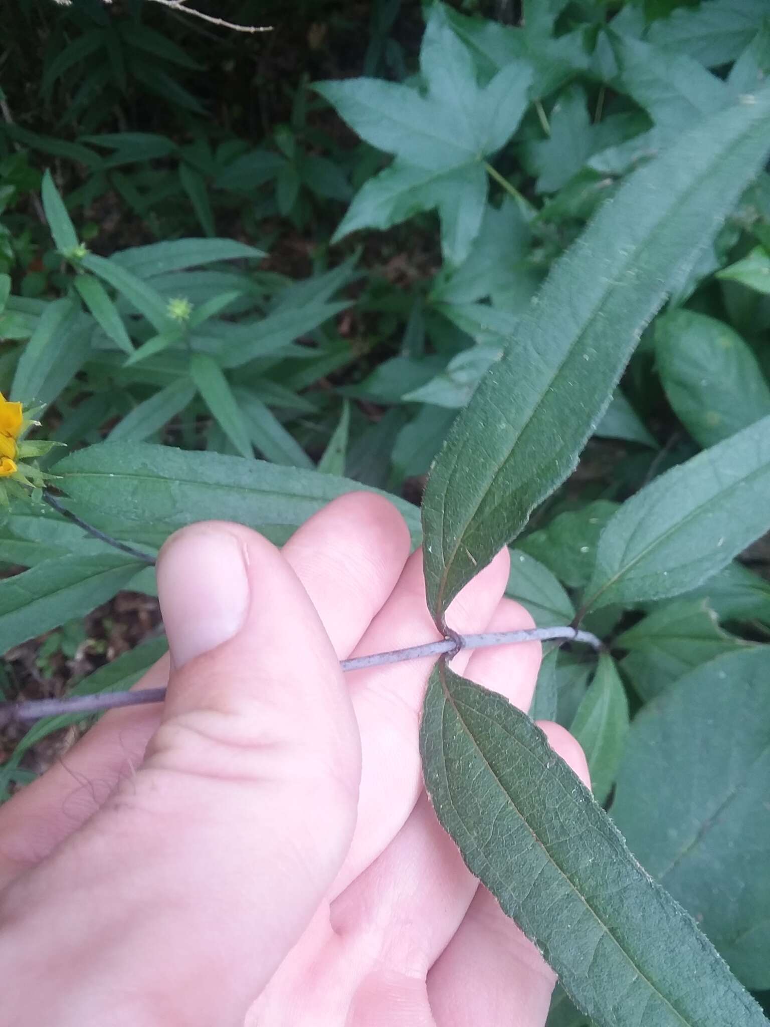 Image of Pale-Leaf Woodland Sunflower