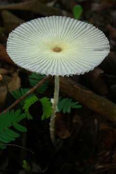 Image of Leucocoprinus fragilissimus (Ravenel ex Berk. & M. A. Curtis) Pat. 1900