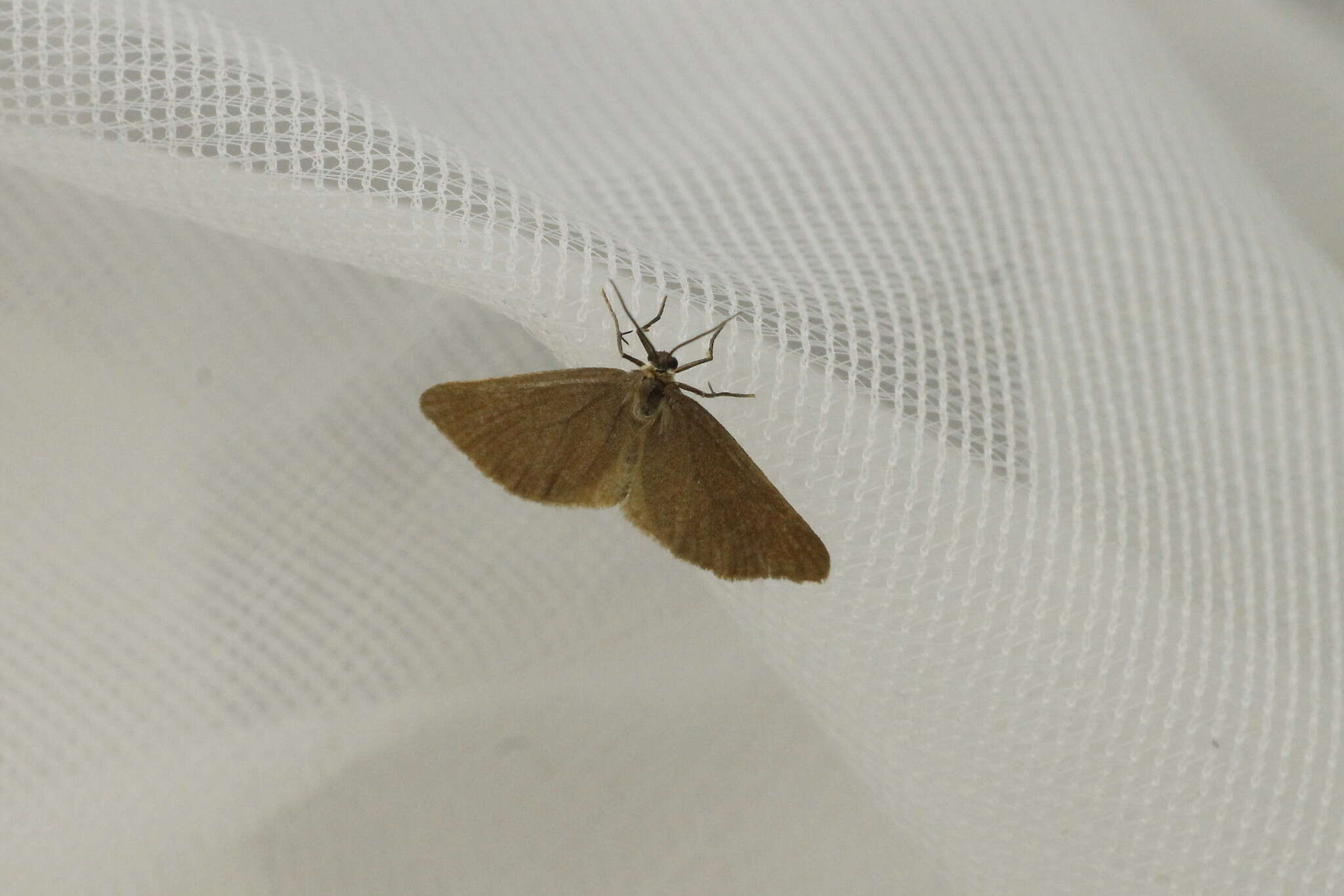 Image of Drab looper moth