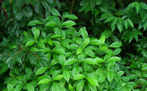 Imagem de Psychotria nervosa Sw.