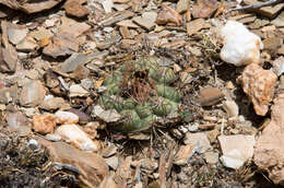 Image of Rebutia neumanniana (Werderm.) D. R. Hunt