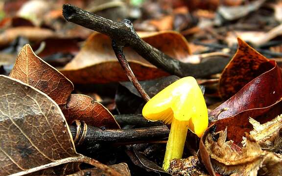 Hygrocybe chlorophana (Fr.) Wünsche 1877 resmi