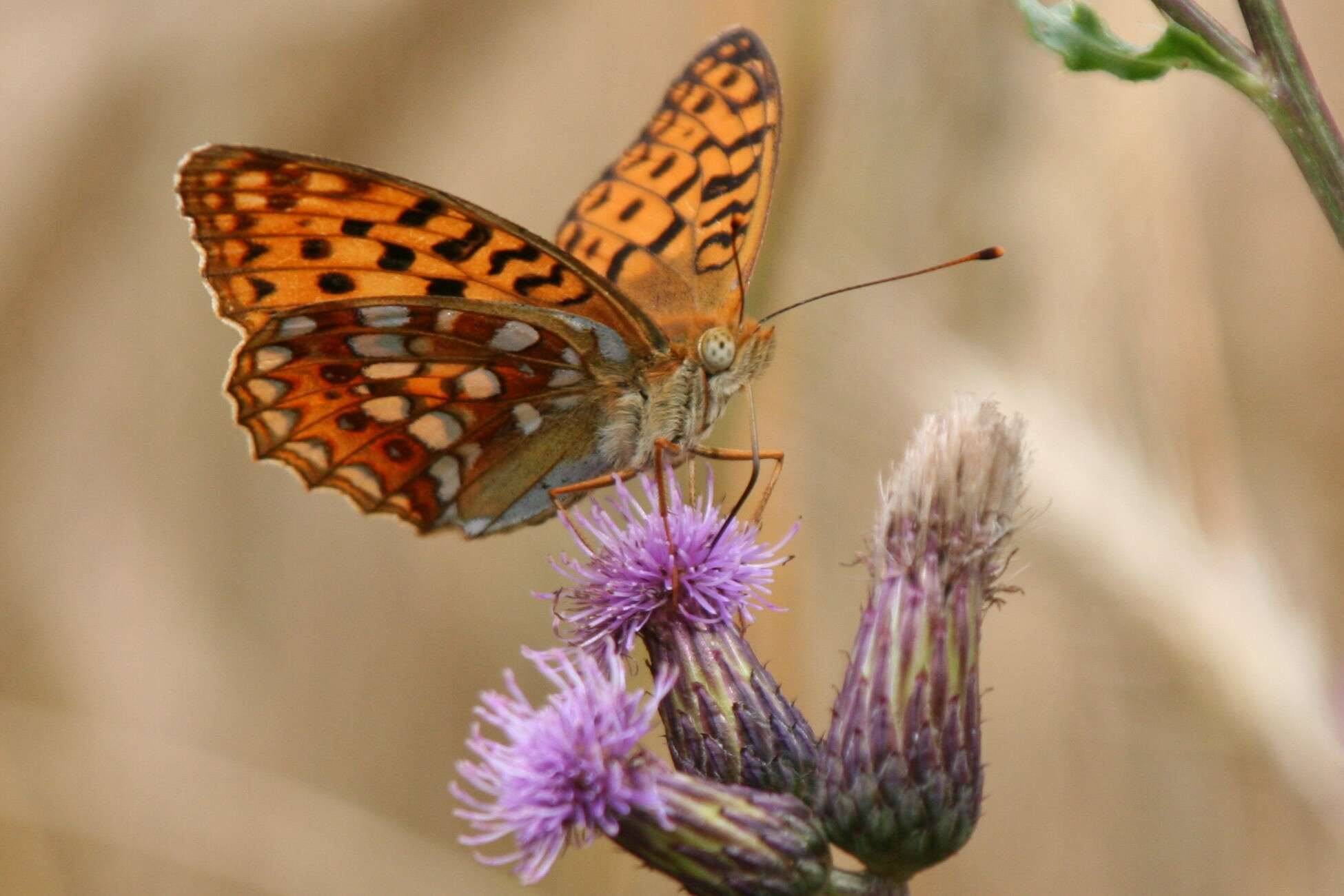 Image of High brown fritillary