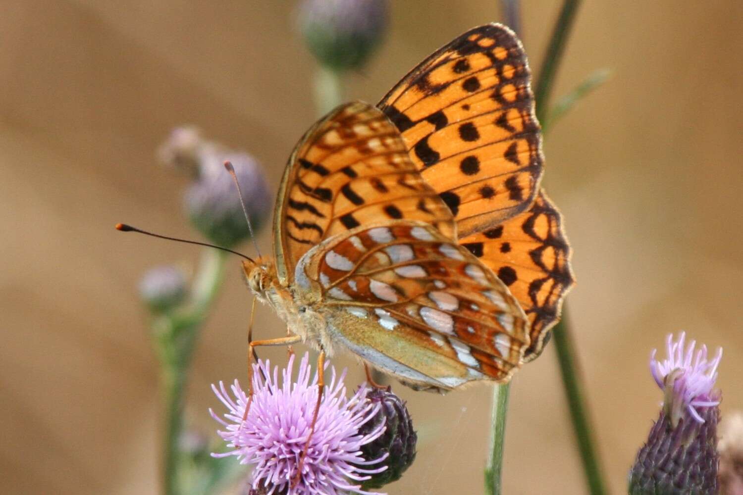 Image of High brown fritillary