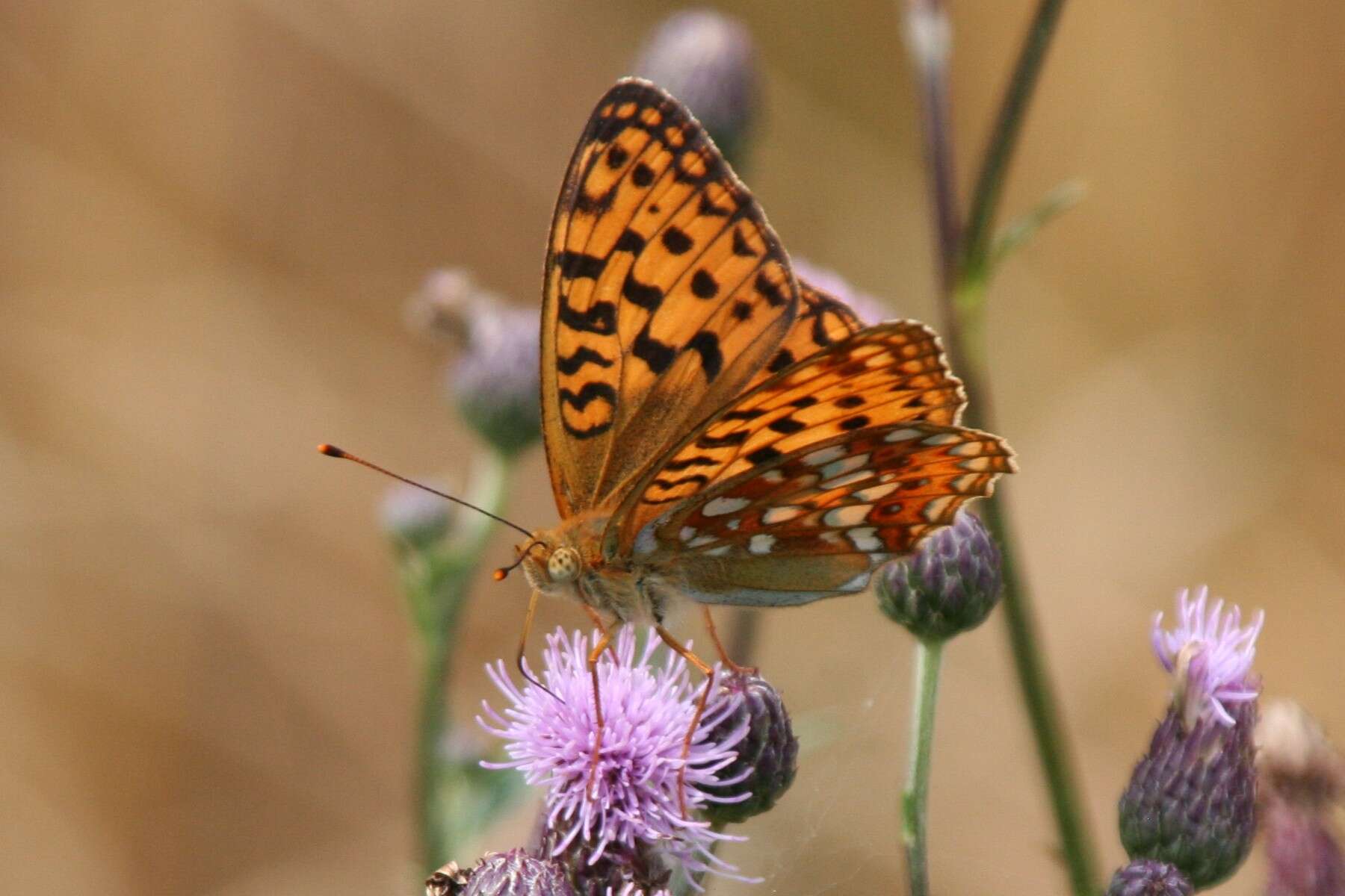 Image of High brown fritillary