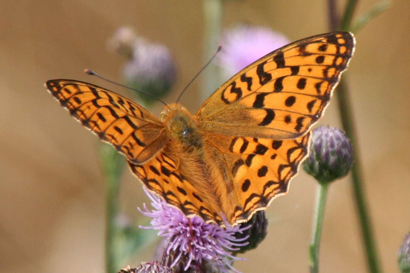 Image of High brown fritillary