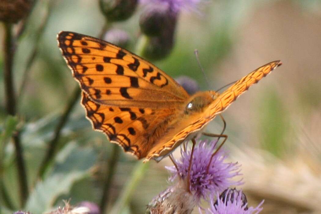 Image of High brown fritillary