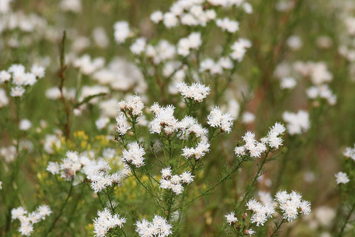 Image of summer farewell