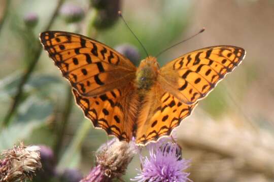 Image of High brown fritillary